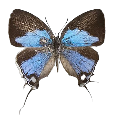 Epamera bellina — LYCAENIDAE/7 MINA AFRIKANSKA LYCAENIDER/Lycaenidae_DTR1191.jpg