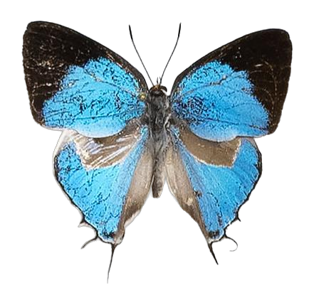 Iolaus iasis iasis — LYCAENIDAE/7 MINA AFRIKANSKA LYCAENIDER/Lycaenidae_DTR1191.jpg