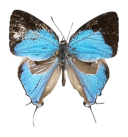 Iolaus iasis iasis — LYCAENIDAE/7 MINA AFRIKANSKA LYCAENIDER/Lycaenidae_DTR1191.jpg