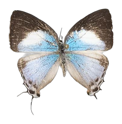 Iolaus iasis iasis — LYCAENIDAE/7 MINA AFRIKANSKA LYCAENIDER/Lycaenidae_DTR1191.jpg