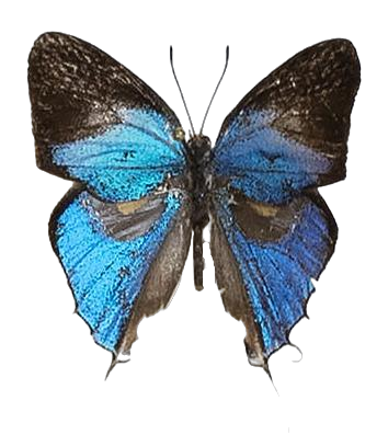 Myrina creta — LYCAENIDAE/7 MINA AFRIKANSKA LYCAENIDER/Lycaenidae_DTR1191.jpg