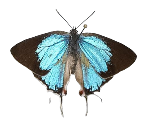 Iolaphilus iturensis — LYCAENIDAE/7 MINA AFRIKANSKA LYCAENIDER/Lycaenidae_DTR1191.jpg