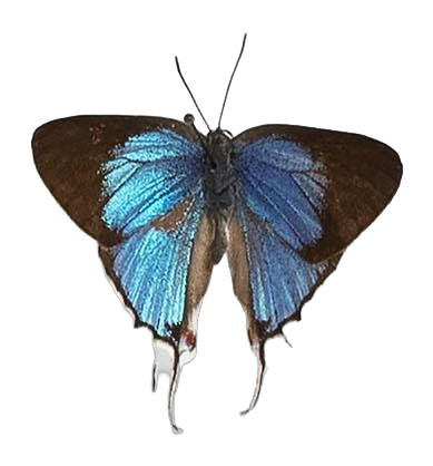 Iolaphilus iturensis — LYCAENIDAE/7 MINA AFRIKANSKA LYCAENIDER/Lycaenidae_DTR1191.jpg