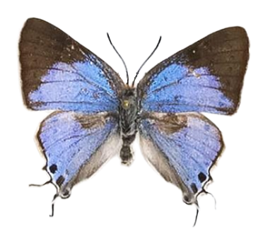 Iolaus penningtoni — LYCAENIDAE/7 MINA AFRIKANSKA LYCAENIDER/Lycaenidae_DTR1191.jpg