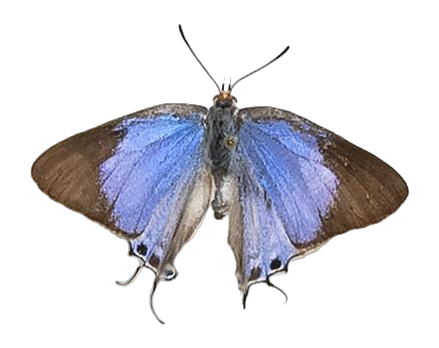 Iolaus penningtoni — LYCAENIDAE/7 MINA AFRIKANSKA LYCAENIDER/Lycaenidae_DTR1191.jpg