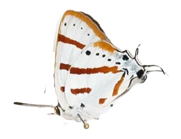 Iolaus penningtoni — LYCAENIDAE/7 MINA AFRIKANSKA LYCAENIDER/Lycaenidae_DTR1191.jpg