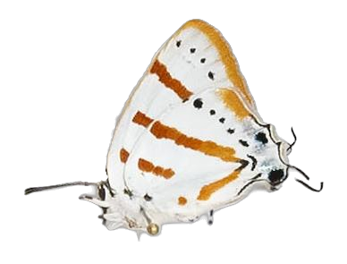 Iolaus penningtoni — LYCAENIDAE/7 MINA AFRIKANSKA LYCAENIDER/Lycaenidae_DTR1191.jpg