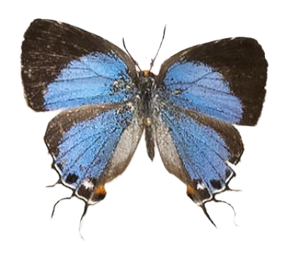 Epamera pollux pollux — LYCAENIDAE/7 MINA AFRIKANSKA LYCAENIDER/Lycaenidae_DTR1191.jpg