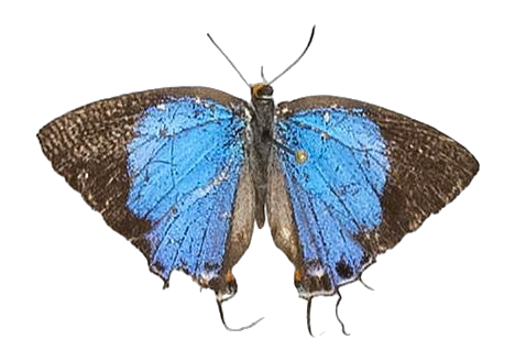 Epamera pollux pollux — LYCAENIDAE/7 MINA AFRIKANSKA LYCAENIDER/Lycaenidae_DTR1191.jpg