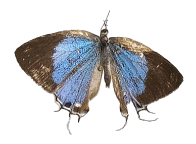 Epamera pollux pollux — LYCAENIDAE/7 MINA AFRIKANSKA LYCAENIDER/Lycaenidae_DTR1191.jpg