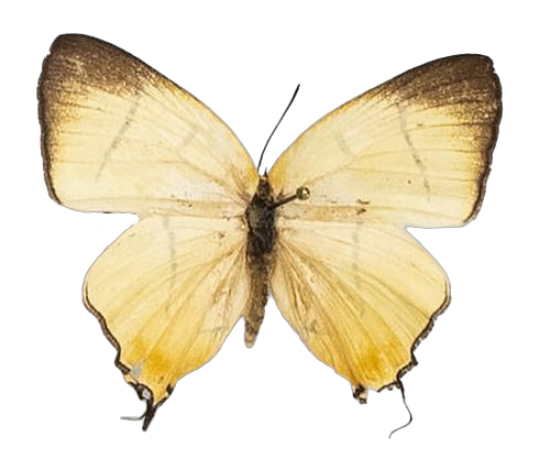 Aphniolaus pallene — LYCAENIDAE/7 MINA AFRIKANSKA LYCAENIDER/Lycaenidae_DTR1191.jpg