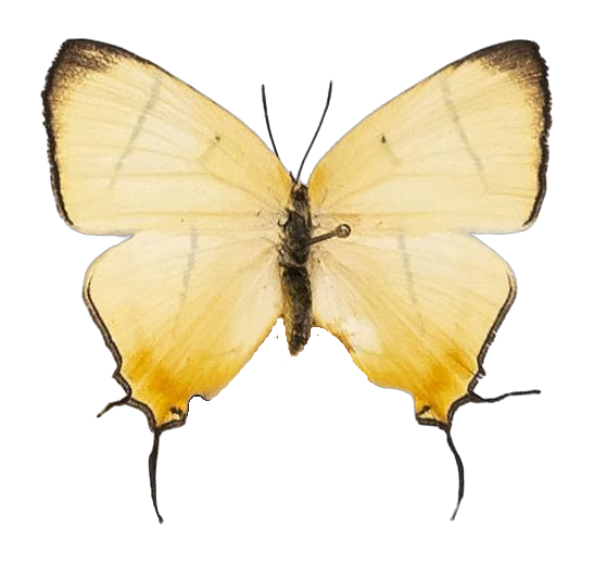 Aphniolaus pallene — LYCAENIDAE/7 MINA AFRIKANSKA LYCAENIDER/Lycaenidae_DTR1191.jpg