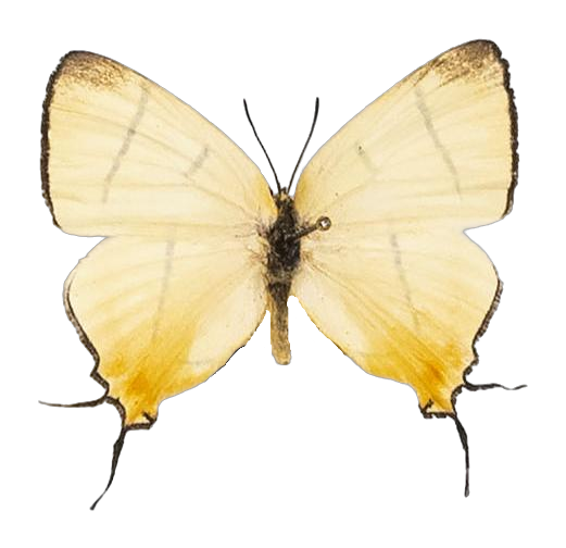 Aphniolaus pallene — LYCAENIDAE/7 MINA AFRIKANSKA LYCAENIDER/Lycaenidae_DTR1191.jpg