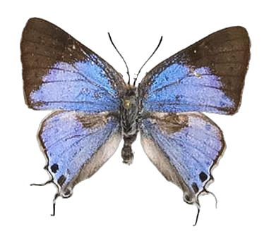 Iolaus penningtoni — LYCAENIDAE/7 MINA AFRIKANSKA LYCAENIDER/Lycaenidae_DTR1191.jpg
