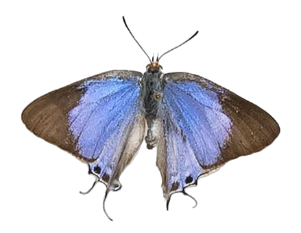 Iolaus penningtoni — LYCAENIDAE/7 MINA AFRIKANSKA LYCAENIDER/Lycaenidae_DTR1191.jpg