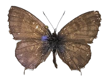 Cacyreus lingeus — LYCAENIDAE/7 MINA AFRIKANSKA LYCAENIDER/Lycaenidae_DTR1196.jpg