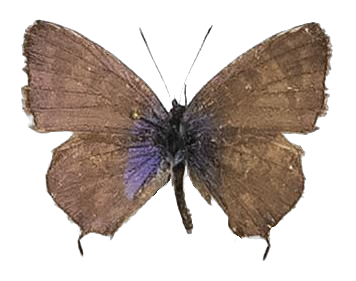 Cacyreus lingeus — LYCAENIDAE/7 MINA AFRIKANSKA LYCAENIDER/Lycaenidae_DTR1196.jpg
