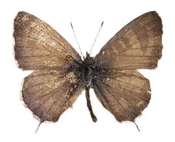 Cacyreus lingeus — LYCAENIDAE/7 MINA AFRIKANSKA LYCAENIDER/Lycaenidae_DTR1196.jpg