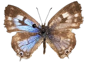 Cacyreus lingeus — LYCAENIDAE/7 MINA AFRIKANSKA LYCAENIDER/Lycaenidae_DTR1196.jpg