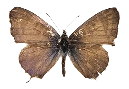 Cacyreus lingeus — LYCAENIDAE/7 MINA AFRIKANSKA LYCAENIDER/Lycaenidae_DTR1196.jpg
