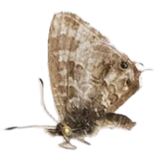 Cacyreus lingeus — LYCAENIDAE/7 MINA AFRIKANSKA LYCAENIDER/Lycaenidae_DTR1196.jpg