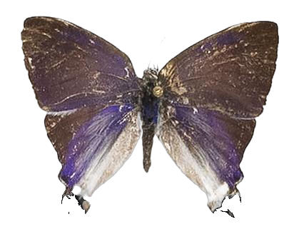Hypolycaena hatita ugandae — LYCAENIDAE/7 MINA AFRIKANSKA LYCAENIDER/Lycaenidae_DTR1193.jpg