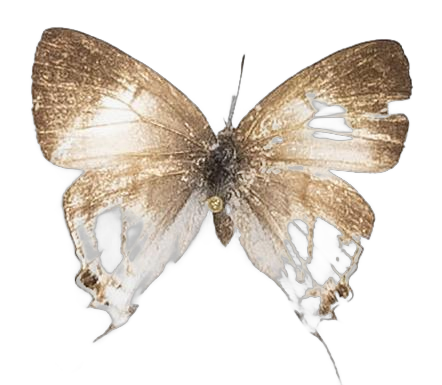 Hypolycaena hatita ugandae — LYCAENIDAE/7 MINA AFRIKANSKA LYCAENIDER/Lycaenidae_DTR1193.jpg