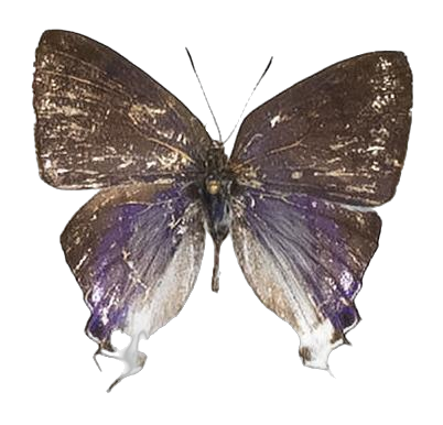 Hypolycaena hatita ugandae — LYCAENIDAE/7 MINA AFRIKANSKA LYCAENIDER/Lycaenidae_DTR1193.jpg