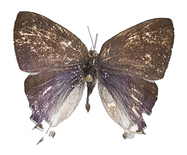 Hypolycaena hatita ugandae — LYCAENIDAE/7 MINA AFRIKANSKA LYCAENIDER/Lycaenidae_DTR1193.jpg