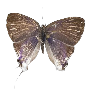 Hypolycaena hatita ugandae — LYCAENIDAE/7 MINA AFRIKANSKA LYCAENIDER/Lycaenidae_DTR1193.jpg
