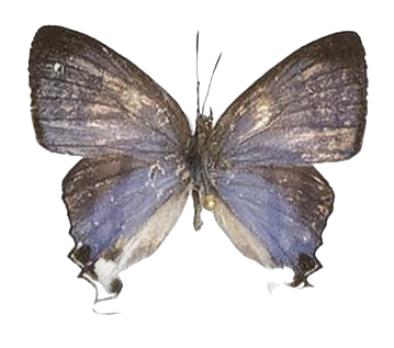 Hypolycaena hatita ugandae — LYCAENIDAE/7 MINA AFRIKANSKA LYCAENIDER/Lycaenidae_DTR1193.jpg