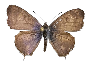 Cacyreus lingeus — LYCAENIDAE/7 MINA AFRIKANSKA LYCAENIDER/Lycaenidae_DTR1196.jpg