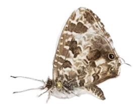 Cacyreus lingeus — LYCAENIDAE/7 MINA AFRIKANSKA LYCAENIDER/Lycaenidae_DTR1196.jpg