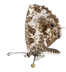 Cacyreus lingeus — LYCAENIDAE/7 MINA AFRIKANSKA LYCAENIDER/Lycaenidae_DTR1196.jpg