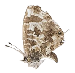 Cacyreus lingeus — LYCAENIDAE/7 MINA AFRIKANSKA LYCAENIDER/Lycaenidae_DTR1196.jpg