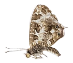 Cacyreus lingeus — LYCAENIDAE/7 MINA AFRIKANSKA LYCAENIDER/Lycaenidae_DTR1196.jpg