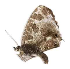 Cacyreus lingeus — LYCAENIDAE/7 MINA AFRIKANSKA LYCAENIDER/Lycaenidae_DTR1196.jpg