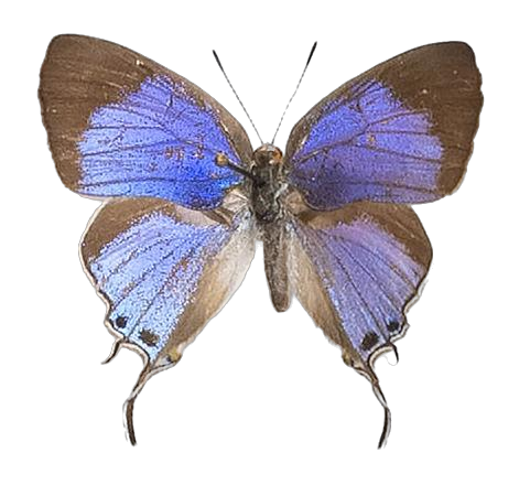 Hemiolaus caeculus caeculus — LYCAENIDAE/7 MINA AFRIKANSKA LYCAENIDER/Lycaenidae_DTR1193.jpg