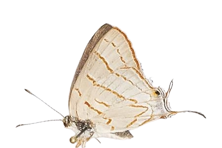Hemiolaus caeculus caeculus — LYCAENIDAE/7 MINA AFRIKANSKA LYCAENIDER/Lycaenidae_DTR1193.jpg