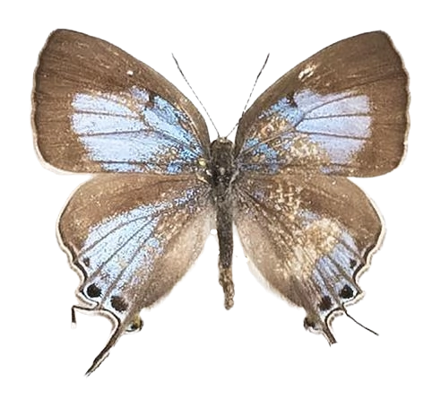 Hemiolaus caeculus caeculus — LYCAENIDAE/7 MINA AFRIKANSKA LYCAENIDER/Lycaenidae_DTR1193.jpg