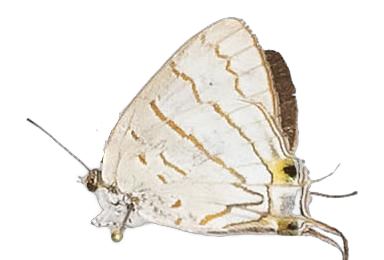 Hemiolaus caeculus littoralis — LYCAENIDAE/7 MINA AFRIKANSKA LYCAENIDER/Lycaenidae_DTR1193.jpg