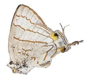 Hemiolaus caeculus littoralis — LYCAENIDAE/7 MINA AFRIKANSKA LYCAENIDER/Lycaenidae_DTR1193.jpg