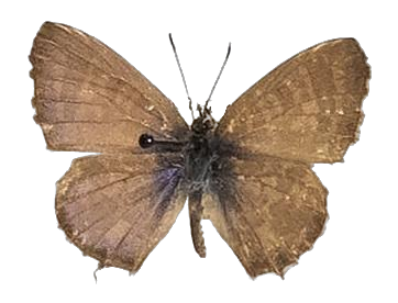 Cacyreus virilis — LYCAENIDAE/7 MINA AFRIKANSKA LYCAENIDER/Lycaenidae_DTR1196.jpg