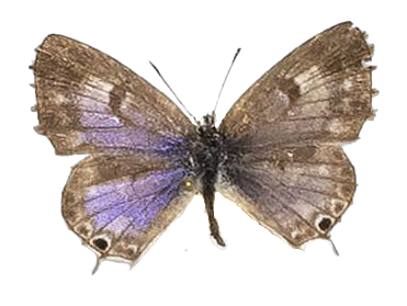 Cacyreus virilis — LYCAENIDAE/7 MINA AFRIKANSKA LYCAENIDER/Lycaenidae_DTR1196.jpg