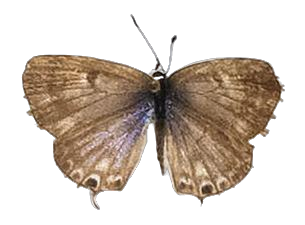 Cacyreus virilis — LYCAENIDAE/7 MINA AFRIKANSKA LYCAENIDER/Lycaenidae_DTR1196.jpg