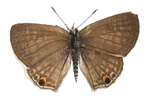 Anthene amarah — LYCAENIDAE/7 MINA AFRIKANSKA LYCAENIDER/Lycaenidae_DTR1195.jpg