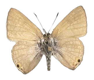 Anthene amarah — LYCAENIDAE/7 MINA AFRIKANSKA LYCAENIDER/Lycaenidae_DTR1195.jpg