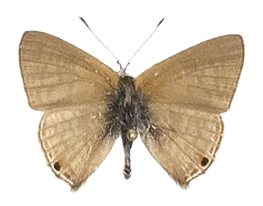 Anthene amarah — LYCAENIDAE/7 MINA AFRIKANSKA LYCAENIDER/Lycaenidae_DTR1195.jpg
