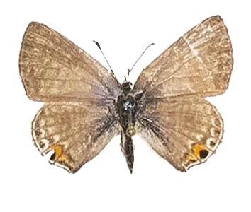 Anthene amarah — LYCAENIDAE/7 MINA AFRIKANSKA LYCAENIDER/Lycaenidae_DTR1195.jpg