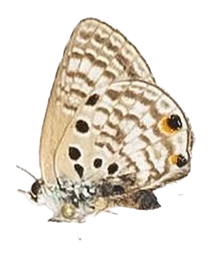Anthene amarah — LYCAENIDAE/7 MINA AFRIKANSKA LYCAENIDER/Lycaenidae_DTR1195.jpg